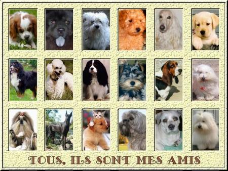 ils sont mes prot&eacute;g&eacute;s